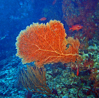 <i>Subergorgia</i> Genus of corals