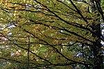 Thumbnail for File:Sugar Maple (Acer saccharum) - Kitchener, Ontario 01.jpg