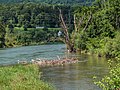 Suhre Flussmündung in die Aare, Aarau AG 20210729-jag9889.jpg