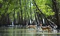 Sundarban, National forest of Bangladesh