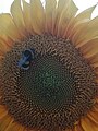 Sunflower Dortmund 24.jpg