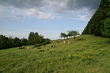 Swiss landscape with cows.JPG