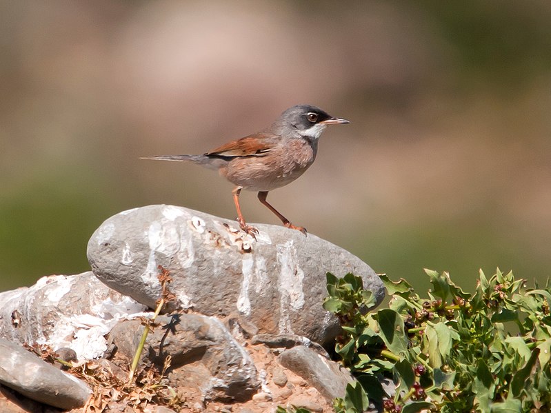 File:Sylvia conspicillata -Gran Canaria, Canary Islands, Spain-8 (1).jpg