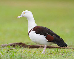 Tadorna radjah - Centenary Lakes crop.jpg