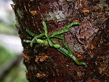 Taeniophyllum glandulosum Blume exhibiting monopodial leaflessness Taeniophyllum glandulosum 001.JPG