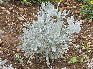 <i>Tanacetum ptarmiciflorum</i> Species of shrub