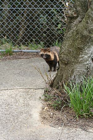 Tanuki 0161.jpg