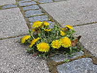 Taraxacum officinale