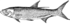 Tarpon (PSF).png