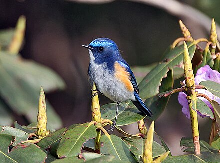 Himalayan red-flanked bush-robin Tarsiger rufilatus (Male) I IMG 7295.jpg