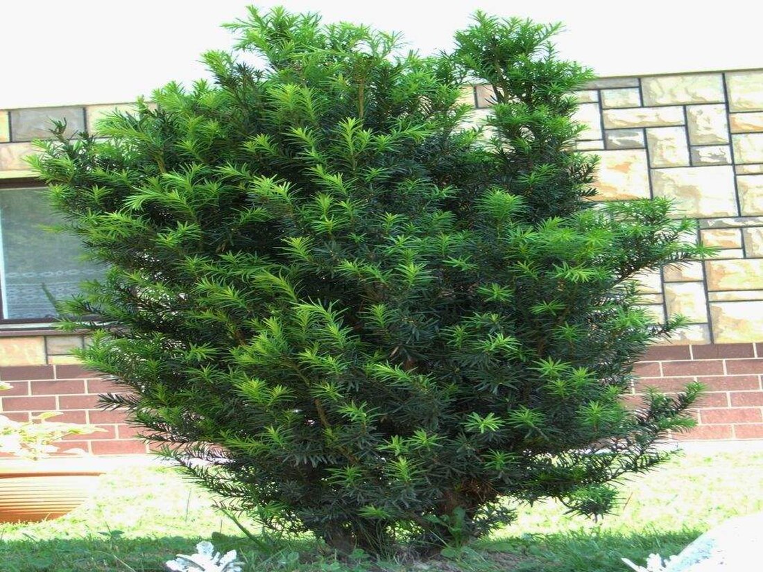 Taxus baccata