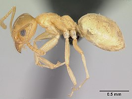 Technomyrmex fisheri