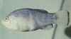 Tecopa Puppenfisch