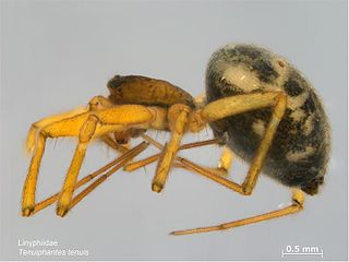 <i>Tenuiphantes tenuis</i> Species of spider