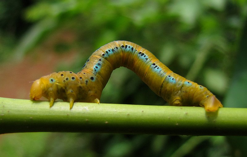 File:The Blue Tiger Moth (Dysphania percota) (6).JPG