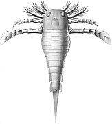 Dolichopterus macrochirus