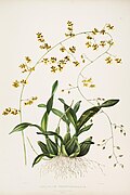 Oncidium wentworthianum