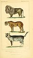 "The_animal_kingdom,_arranged_according_to_its_organization,_serving_as_a_foundation_for_the_natural_history_of_animals_(6026152690).jpg" by User:Fæ