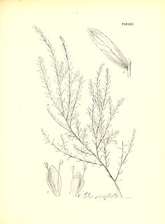 <i>Salix taxifolia</i> Species of willow