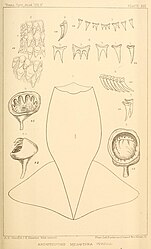 #[1] (1870?) Anatomical details of the squid that washed ashore in Nova Scotia, Canada, around 1870. It was originally described as Architeuthis megaptera and later identified as Sthenoteuthis pteropus. Shown are the mantle (fig. 1), teeth of the radula and palate (figs. 2–7), and arm and tentacle suckers (figs. 8–9) (Verrill, 1880a:pl. 21).