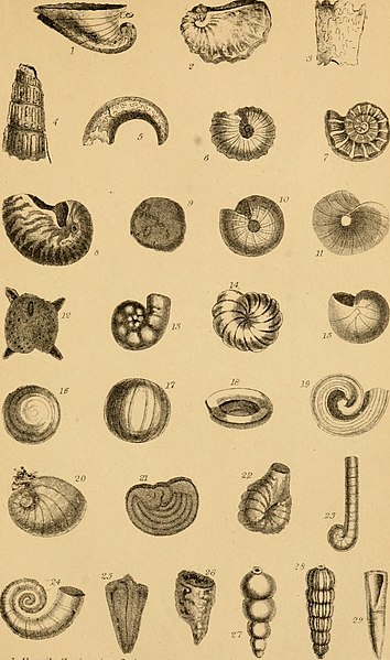 File:The conchologist's text-book - embracing the arrangements of Lamarck and Linnaeus with a glossary of technical terms, to which is added a brief account of the mollusca (1858) (20653080586).jpg