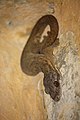 Thecadactylus rapicauda in Dominica-a03.jpg