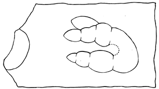 <i>Thinopus</i> Ichnogenus of marine reptile