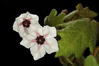 <i>Thomasia solanacea</i> Species of shrub