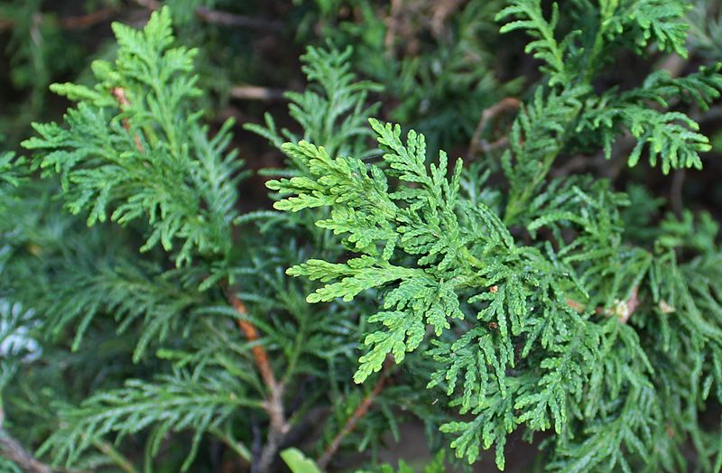 File:Thuja occidentalis 'Bodmeri' 01.JPG