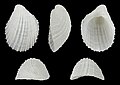 * Nomination Shell of a small Eulimid, Thyca crystallina --Llez 06:10, 24 November 2023 (UTC) * Promotion  Support Good quality.--Famberhorst 06:32, 24 November 2023 (UTC)