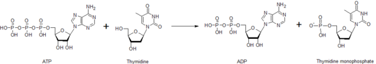 Kinase