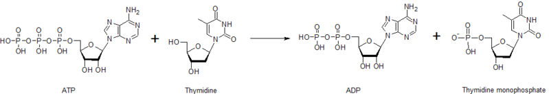 File:Thymidine kinase.png