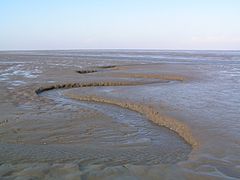 Les vasières font partie des habitats d'intérêt européens. Peu spectaculaires, elles sont pourtant importantes dans le cycle du carbone et à l'origine d'une importante productivité biologique, ici sur le littoral du Schleswig-Holstein (Wattenmeer) en Allemagne.