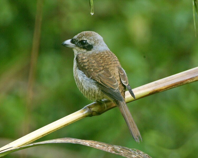 File:Tiger Shrike (Lanius tigrinus) female - Flickr - Lip Kee.jpg