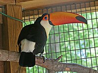 Toucan, Toco Ramphastos toco