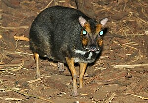 Balabac-Kantschil (Tragulus nigricans)