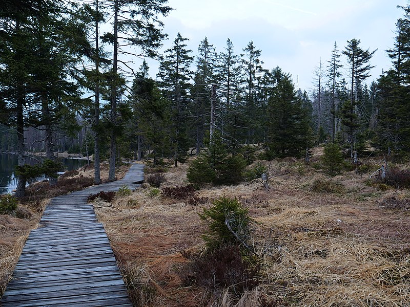 File:Trail at east of the Oderteich 25.jpg