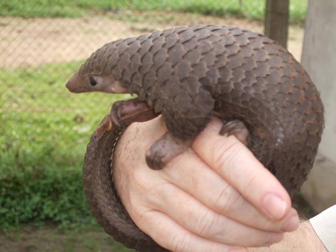 File:Tree Pangolin.JPG