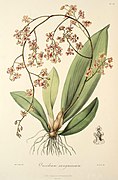 Oncidium sanguineum Trichocentrum carthagenense