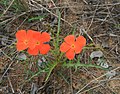 Tricliceras schinzii subsp. laceratum