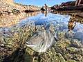 "Triggerfish_on_a_rockpool.jpg" by User:Bagoncas