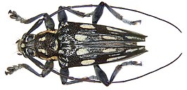 Trigonoptera maculata