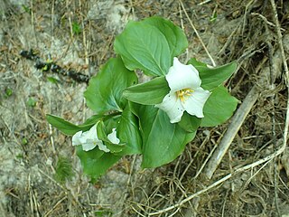 <i>Trillium crassifolium</i> Species of flowering plant