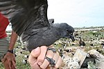 Uccello delle tempeste di Tristram Oceanodroma tristrami