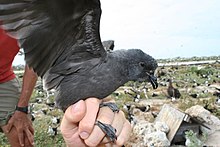 Tristams storm petrel.JPG