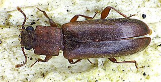 <i>Trogoxylon</i> genus of insects