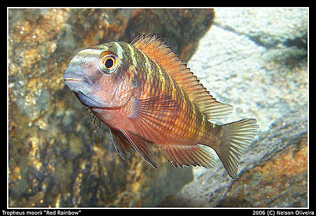 Tropheus_moorii