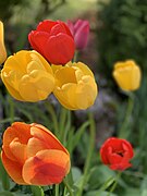 Tulipes dans le Jura.