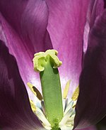 Detalle del androceo y del gineceo de Tulipa