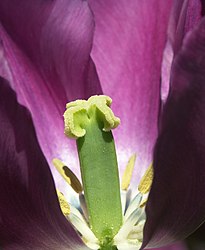 Tulpenblüte (von Friedrich Böhringer)